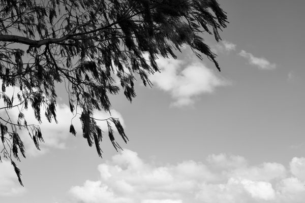 Cypress Sky
