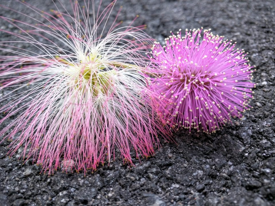 Puffball Flowers