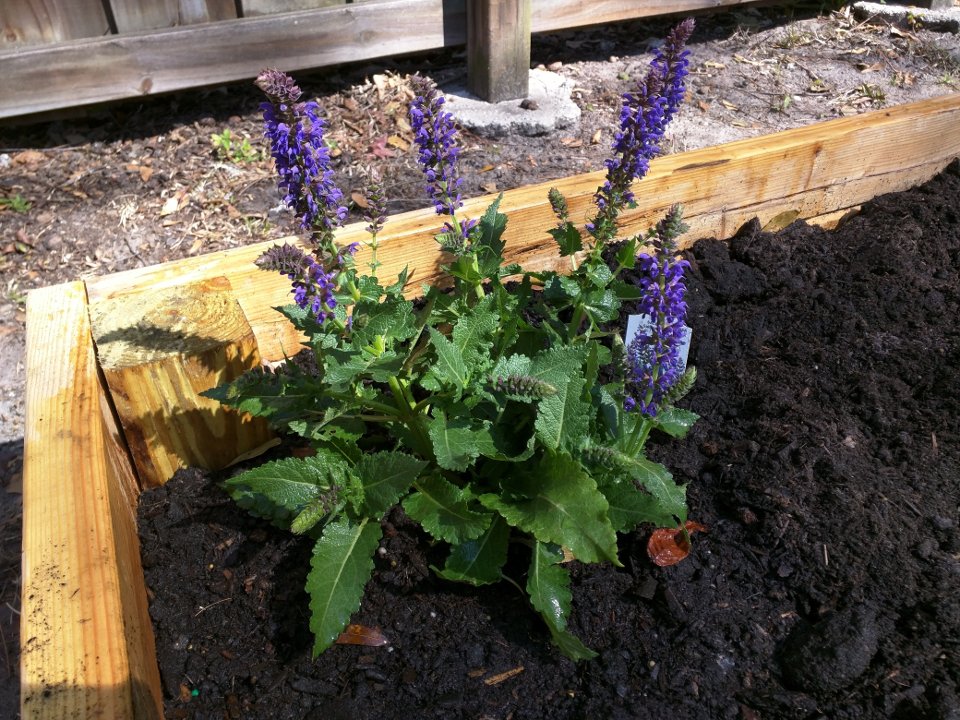 Meadow Sage with Flowers