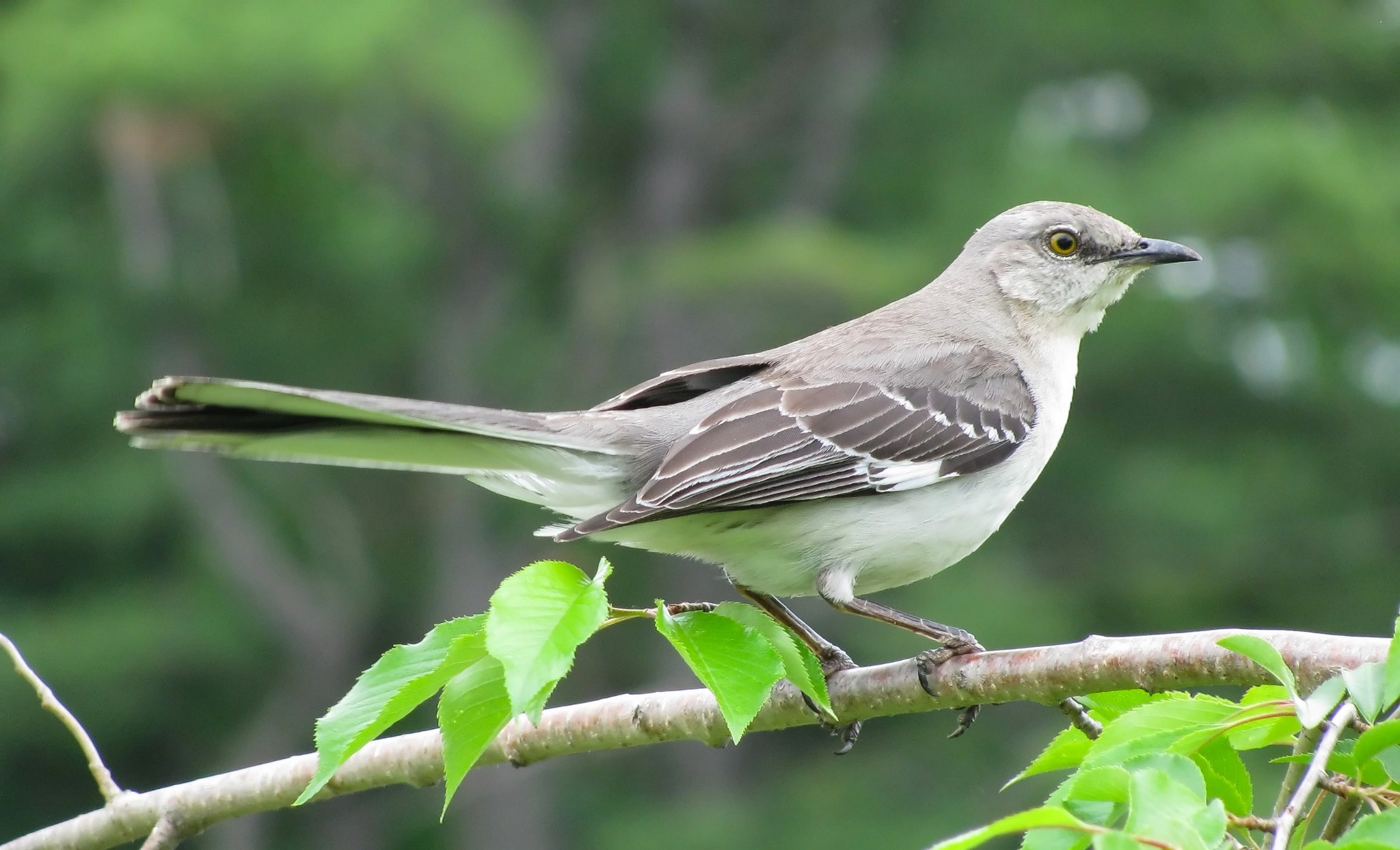 Mockingbirds