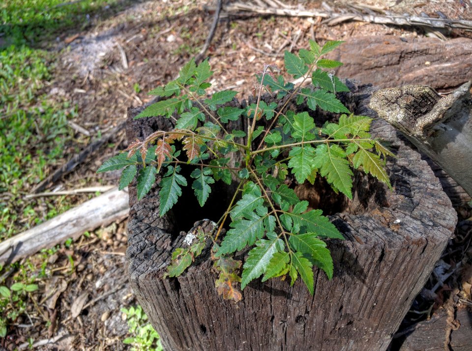 Plant growing out of a piece of wood