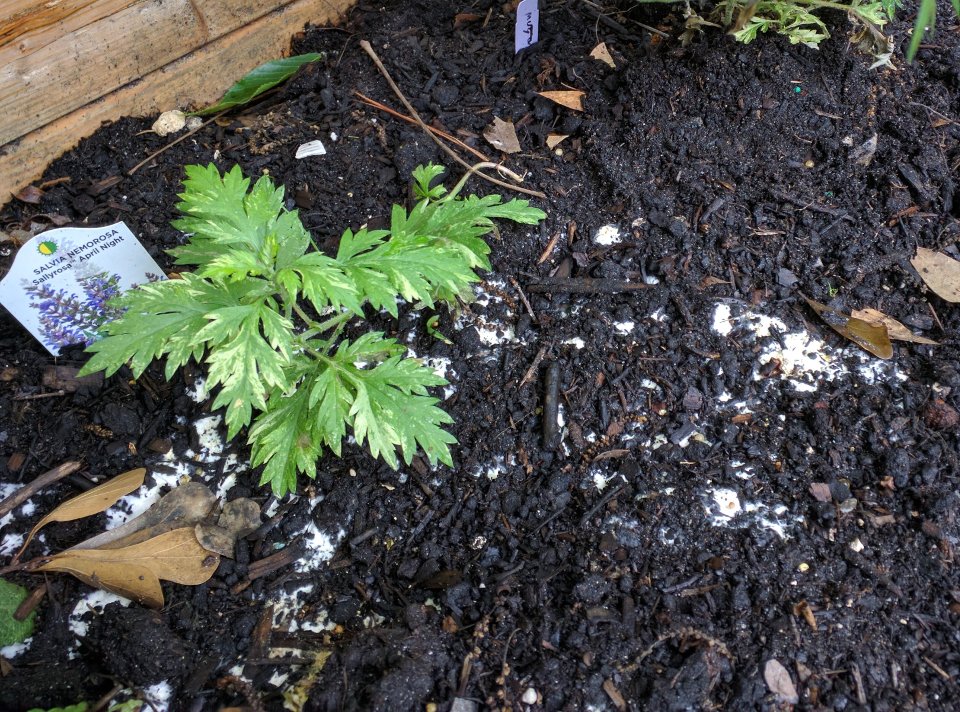 Slime Mold next to a Mugwort plant