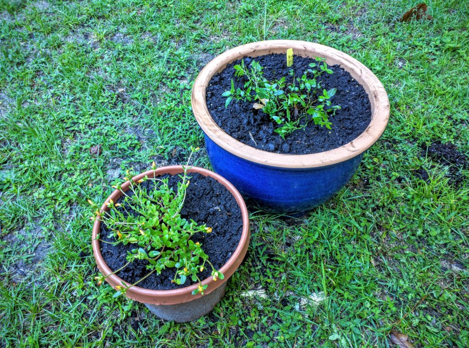 Mint and Purslane in Pots