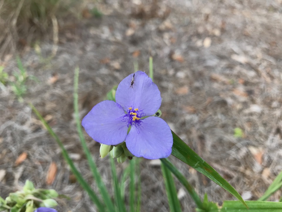 Spiderwort Flower