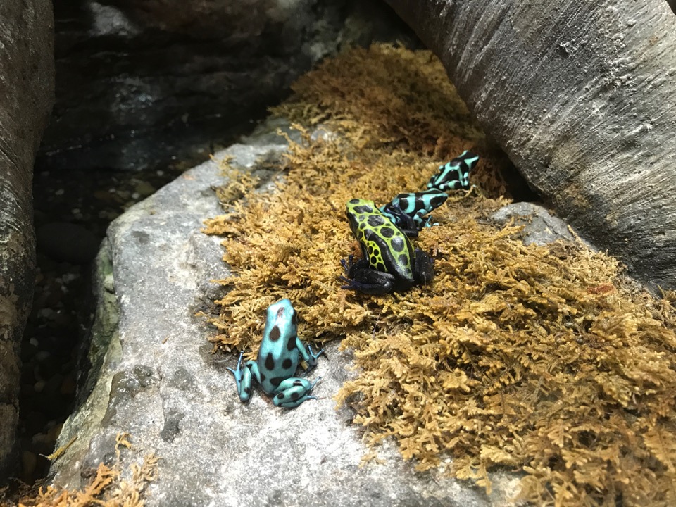 Greeen and yellow poison dart frogs