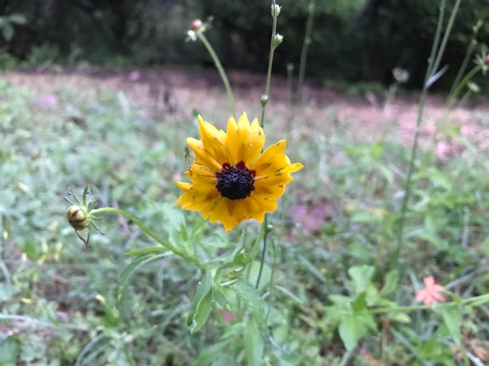 blackeyedsusan