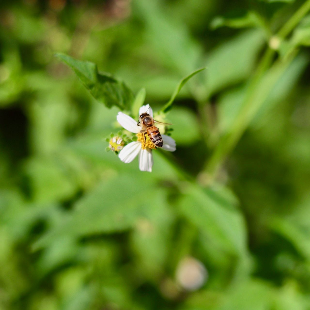 Honeybee on Spanish Needle flower