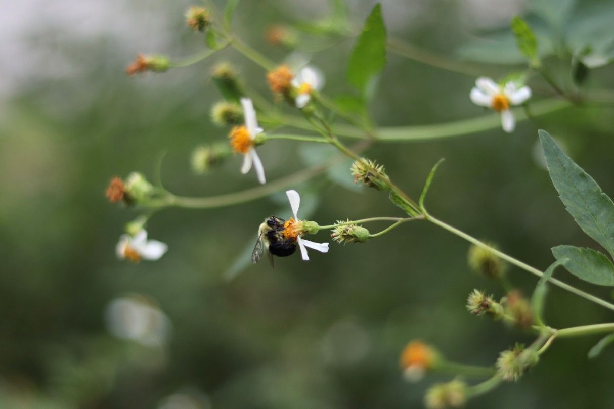 Bumblebee on Spanish Needle flower