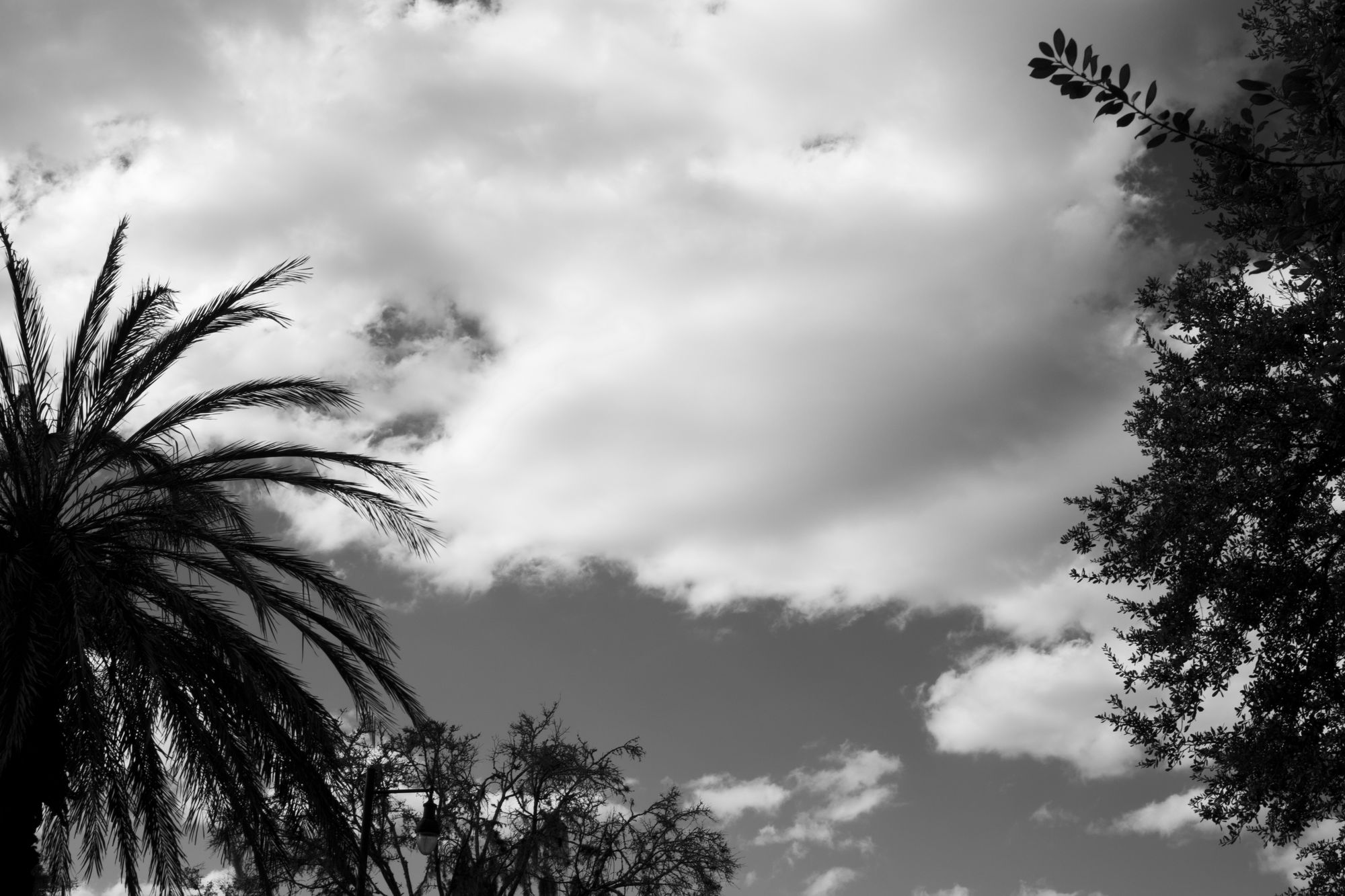 Various treetops in front of a cloudy sky