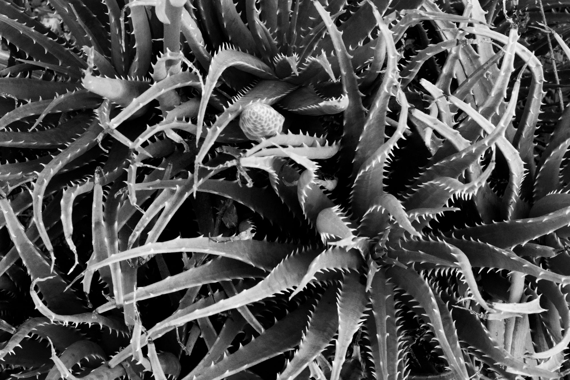 Spiky plant, shot taken from above