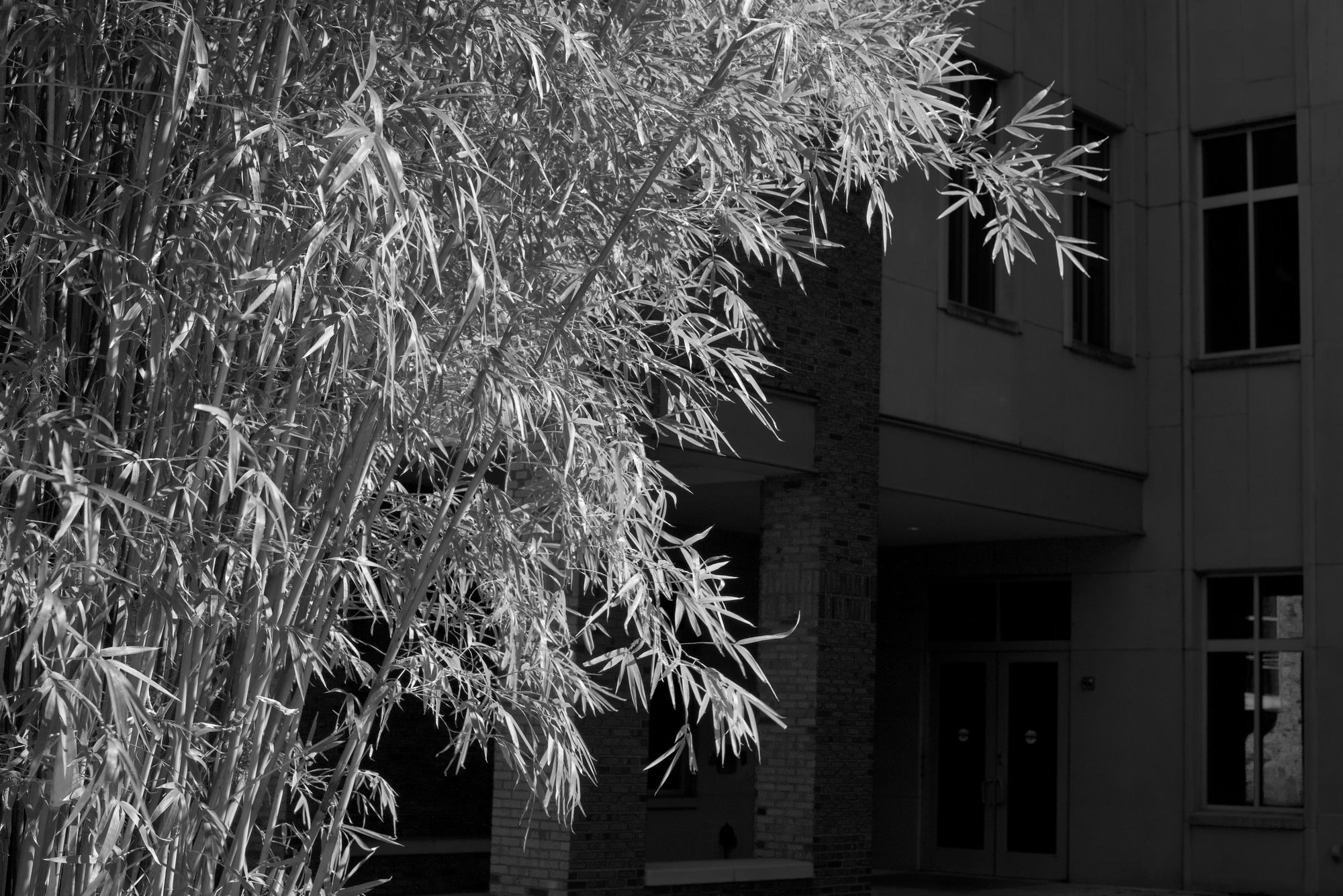 Bamboo in foreground, Hough Hall in background heavily shadowed