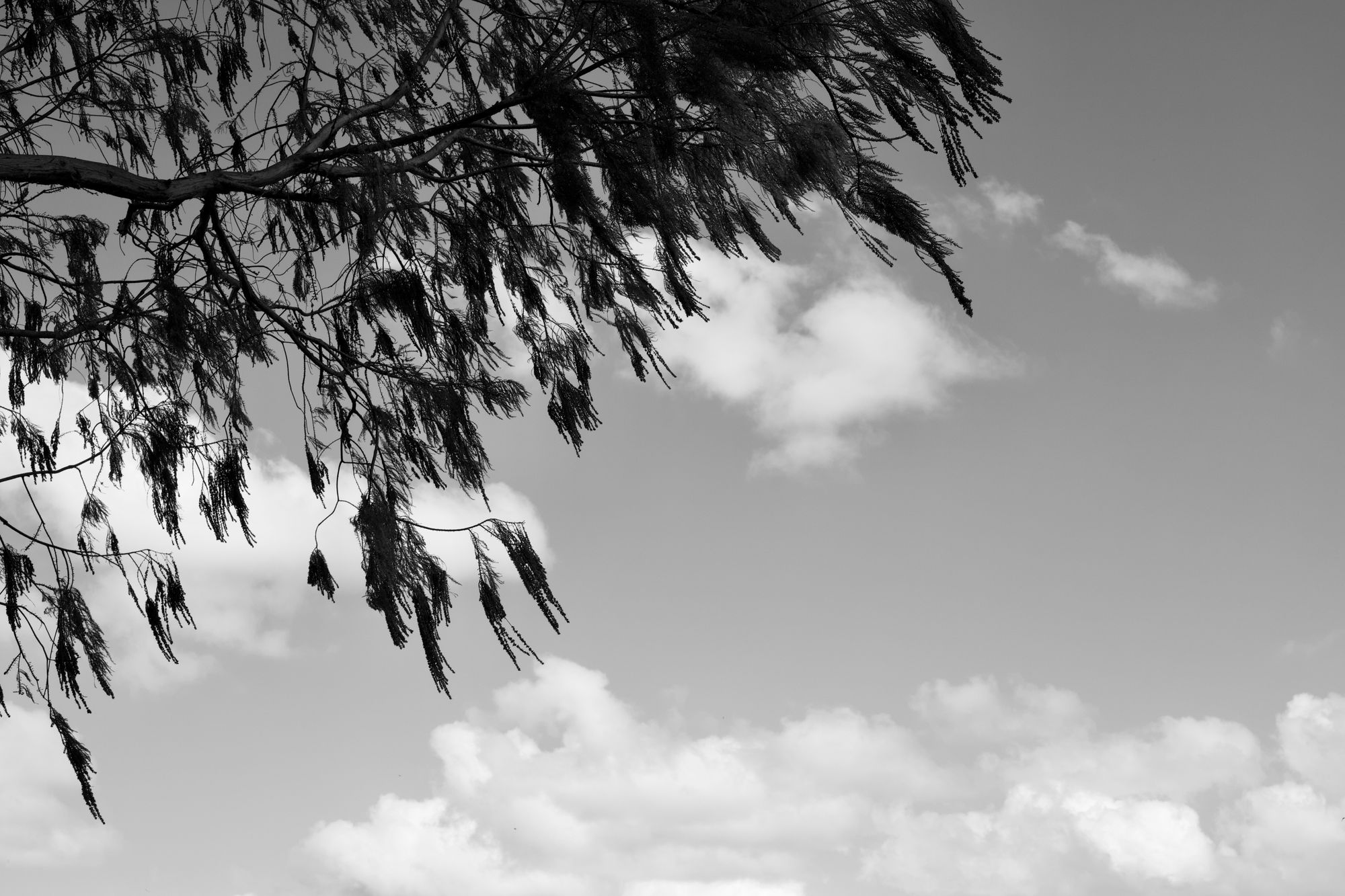 Cypress branch in front of a cloudy sky