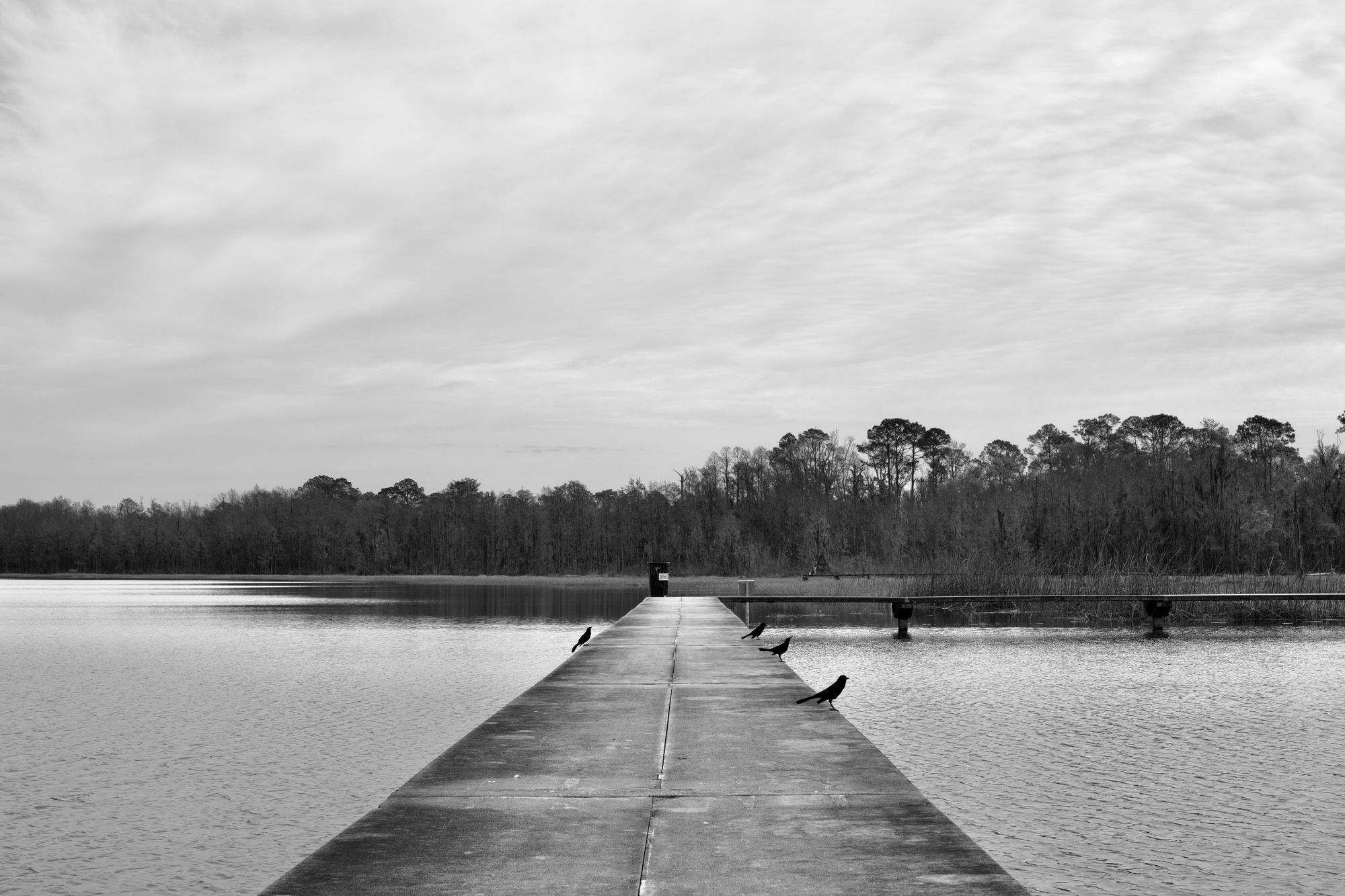 Black birds on a concrete walkway out over a lake