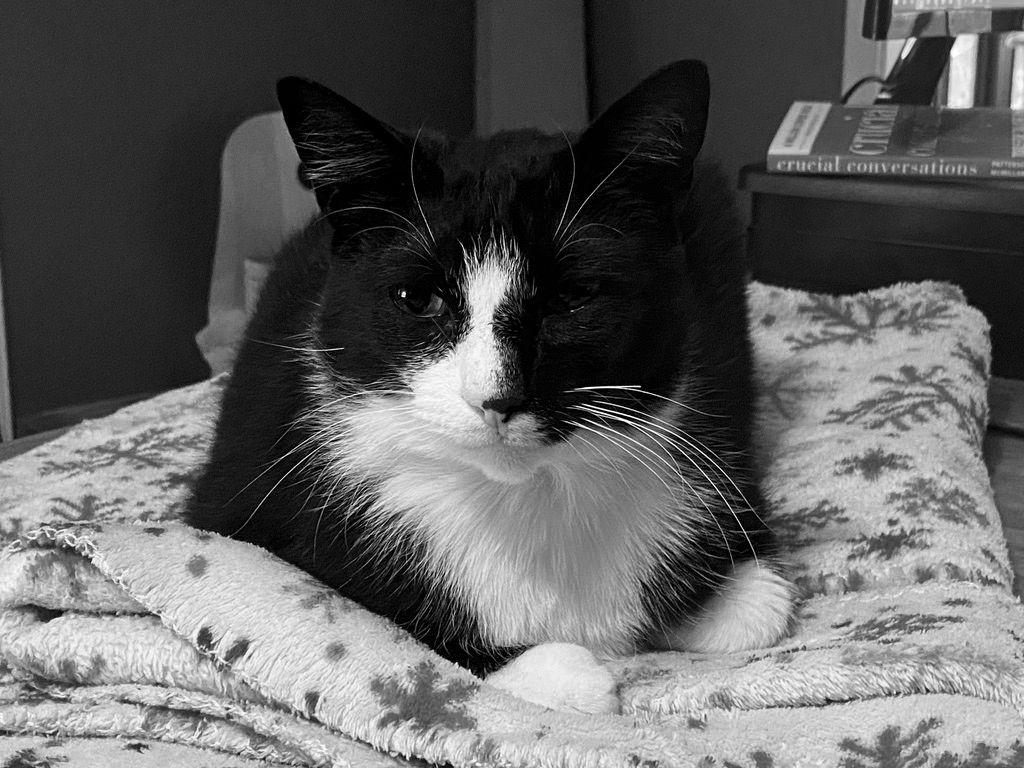 Tuxedo cat laying on a fuzzy Christmas blanket