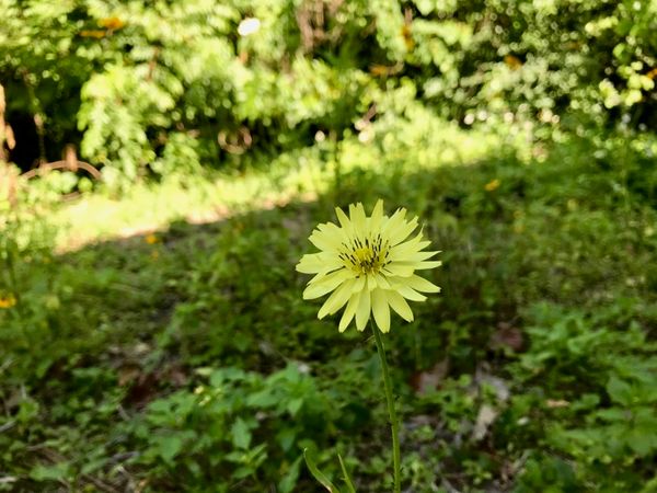 Dandelions